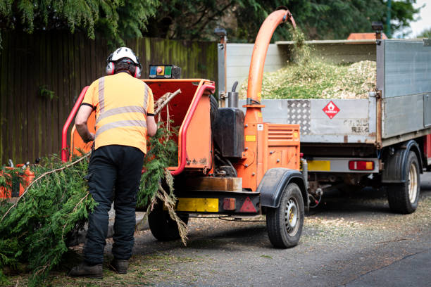 Best Leaf Removal  in Bohemia, NY