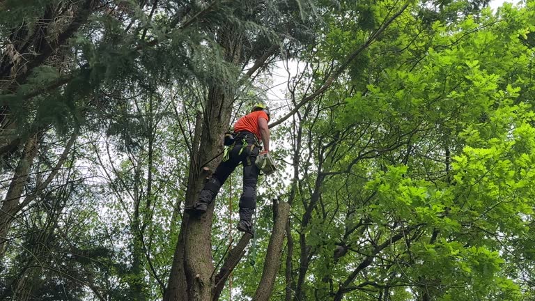 Professional Tree Services in Bohemia, NY