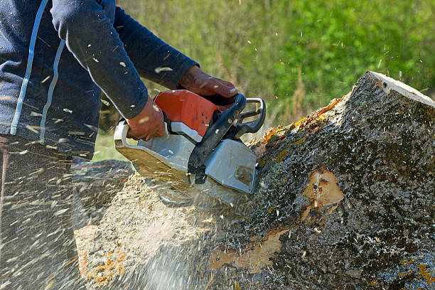 Best Soil Testing and Treatment  in Bohemia, NY