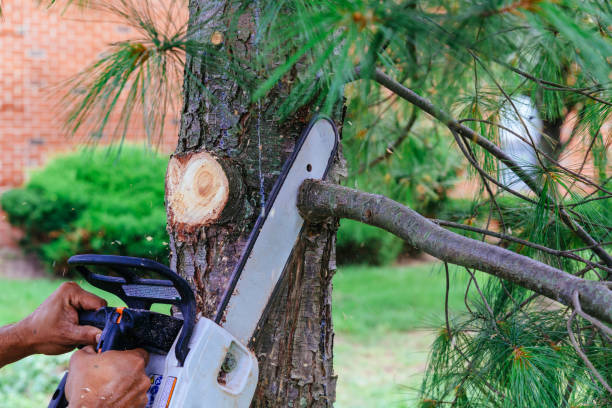 Best Tree and Shrub Care  in Bohemia, NY